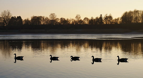 five swan swimming on body of water thumbnail