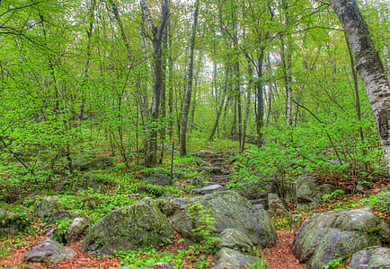 Forest, trail, and stairs at Rib Mountain State Park, Wisconsin thumbnail