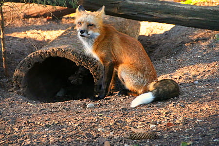 red fox sitting on brown ground during daytime thumbnail