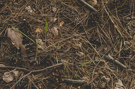 Photography of Twigs on the Ground thumbnail