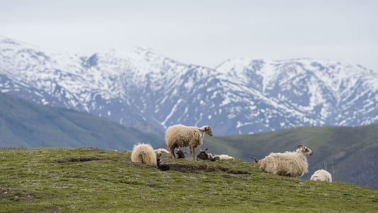 herd of sheep on grass thumbnail