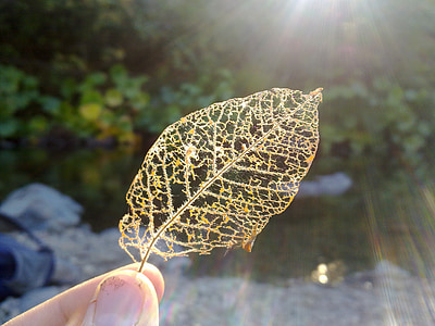 brown leaf thumbnail
