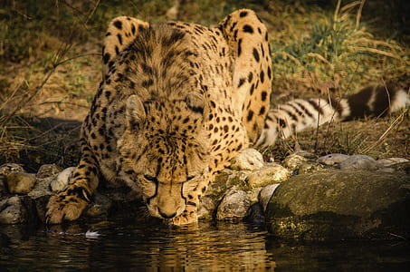 cheetah drinking on body of water thumbnail