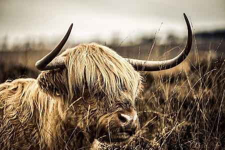brown cattle thumbnail
