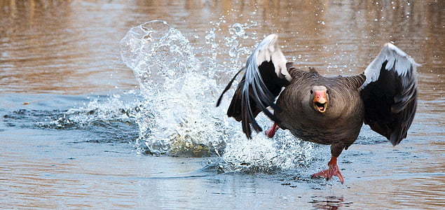 photo of brown and black goose thumbnail