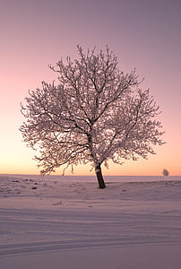bare tree covered with snow thumbnail