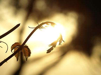 selective focus photography of plant shined by light thumbnail