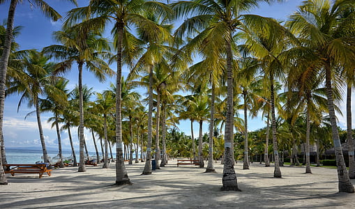 green palm trees under blue sky thumbnail