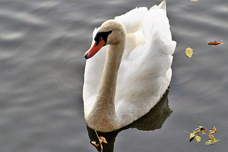 white swan on water thumbnail