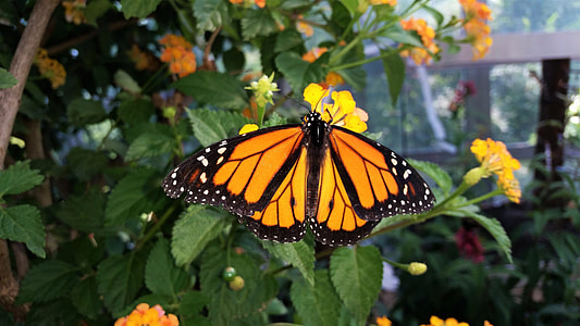 Butterfly, African Monarch thumbnail