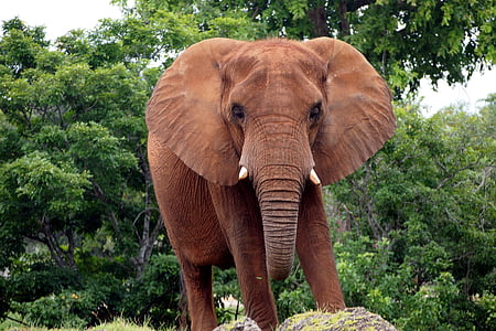 brown elephant on ground thumbnail