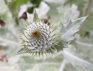 green pointed plant in shallow focus photography thumbnail