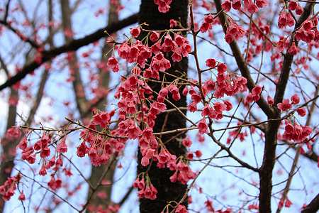 Pink cherry blossom thumbnail