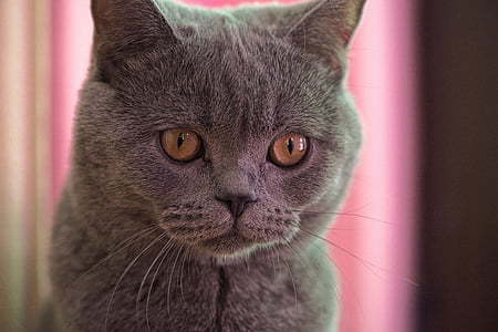 gray cat thumbnail