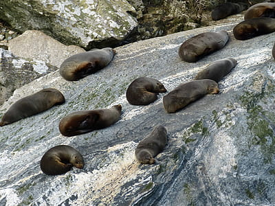 wildlife photo of sea lions on ground thumbnail