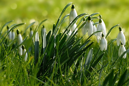 close-up photography of white petaled flowers thumbnail