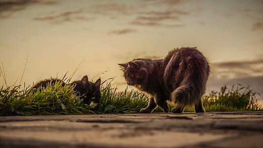 selective focus photography of two cats on green grass field thumbnail