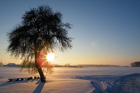 cold, snow, light, dawn thumbnail