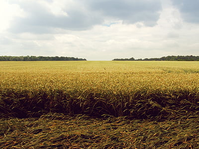 rice field during daytime thumbnail