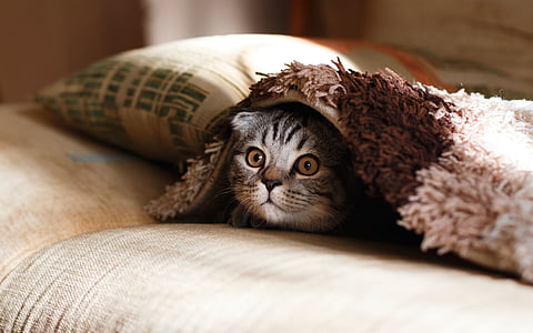 cat hiding under blanket on bed thumbnail