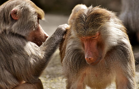 monkey looking for lice of another monkey thumbnail