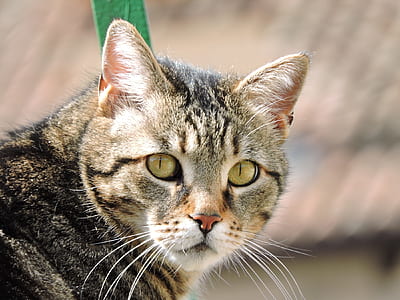 selective focus photography of brown tabby cat standing outdoor during daytime thumbnail