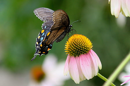 selective focus photography of spicebush swallowtail butterfly on white-and-pink petaled flower thumbnail
