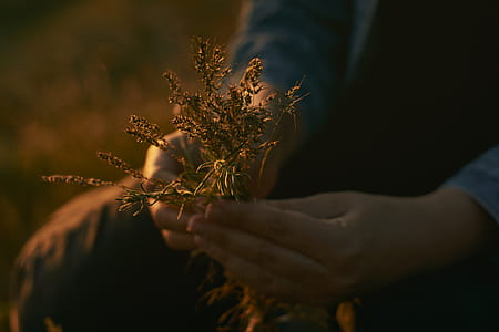 person holding grains during daytime thumbnail