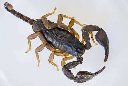 black scorpion on white surface thumbnail