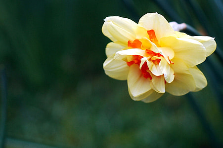 yellow and red petaled flower thumbnail