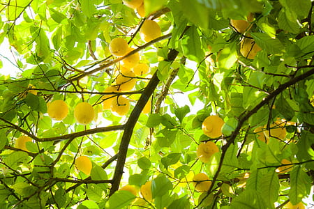 yellow fruits on tree branches thumbnail