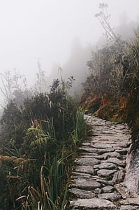 photo of pathway between grass thumbnail