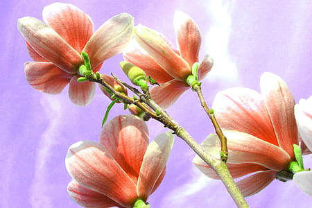 low angle photo of pink magnolias in bloom thumbnail
