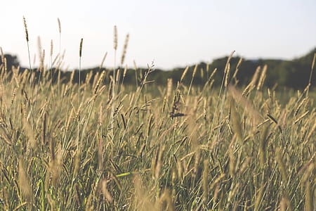 green grass field at daytime thumbnail