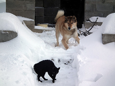 adult tan Siberian husky near the black cat thumbnail