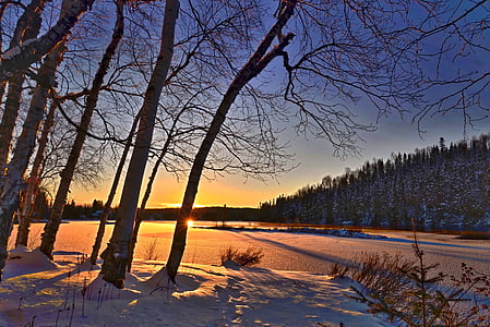 trees covered in snow at golden hour thumbnail