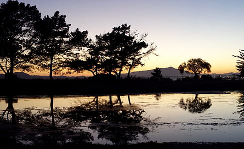 silhouette of tree near the body of water at golden hour thumbnail