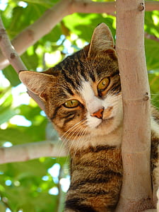 brown tabby cat thumbnail