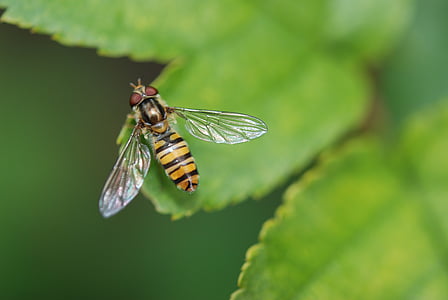 black and yellow hoverfly on green leaf thumbnail
