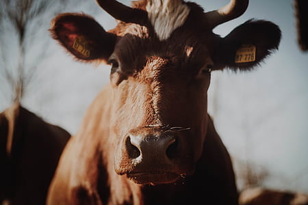 shallow focus photography of brown bull thumbnail
