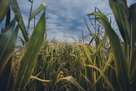 green grass field thumbnail