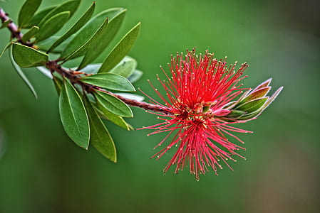 red bottlebrush in bloom selective focus photo thumbnail