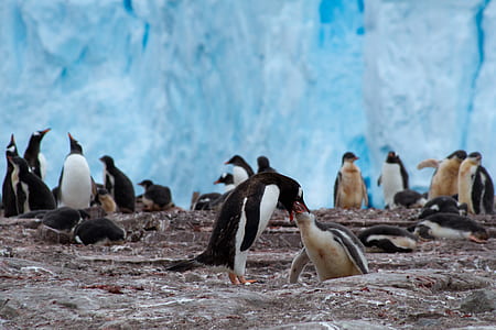 emperor penguin waddle near ice wall during daytime photography thumbnail
