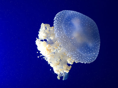 blue and white jellyfish in blue sea thumbnail