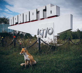 orange fox sitting on grass near signage thumbnail
