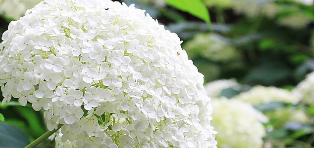shallow focus of white hydrangeas thumbnail