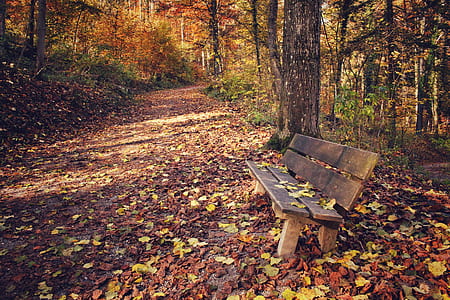 brown wooden bench near green leafed trees thumbnail
