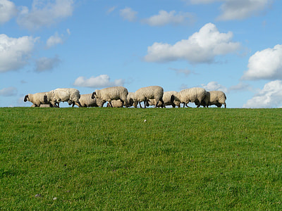 herd of sheep on green grass field during daytime thumbnail