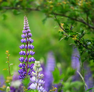 selective focus photo of purple flowers thumbnail