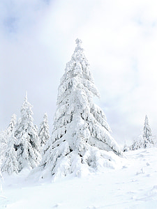snow covered trees at daytime thumbnail
